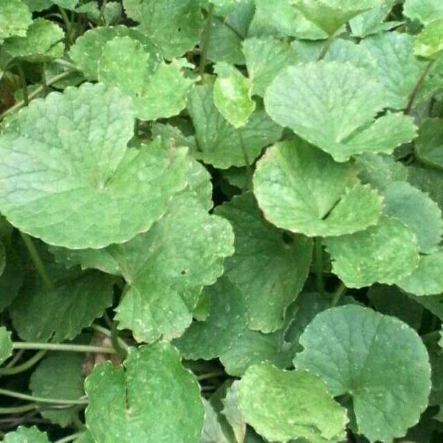 

Daun Pegagan Fres Segar 250 gram