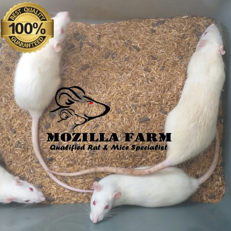 Tikus Putih Rat Indukan ( Betina 3 Ekor + Jantan 1 Ekor )