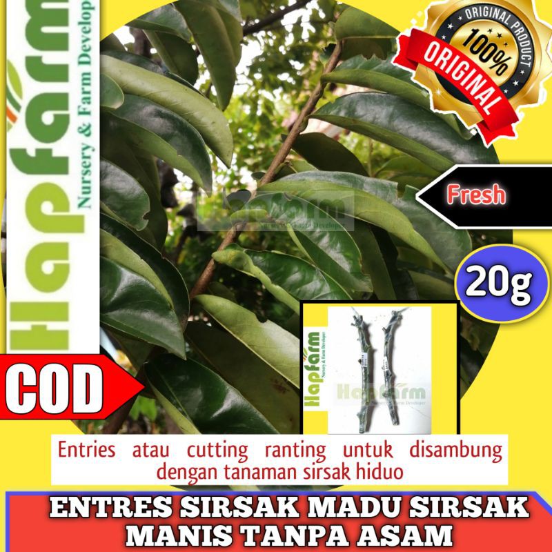 ENTRES SIRSAK MADU SIRSAK MANIS SIRSAK TANPA ASAM