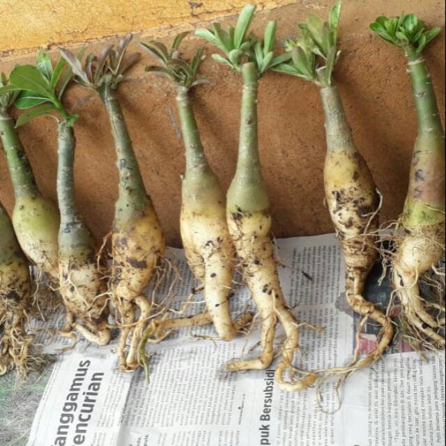 Adenium bunga tumpuk size A