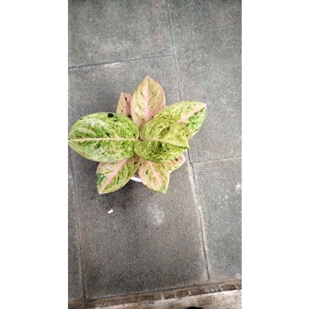 aglonema emerald dragon