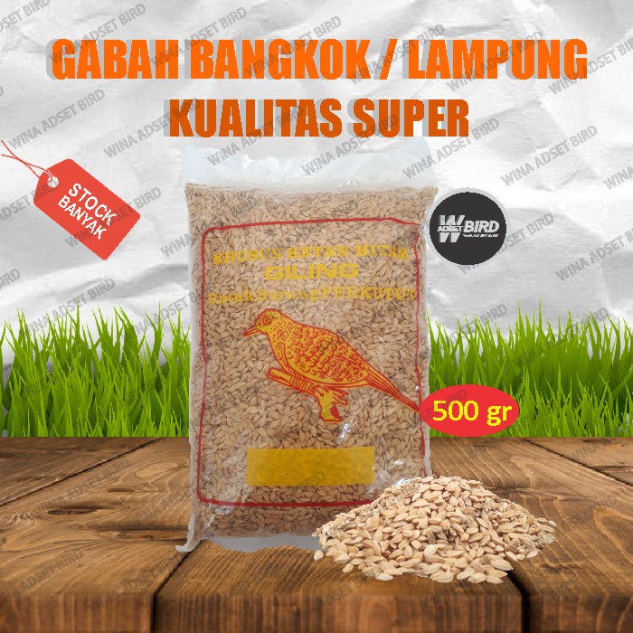GABAH BANGKOK LAMPUNG UNTUK BURUNG LOVEBIRD MERPATI PERKUTUT 500 GR