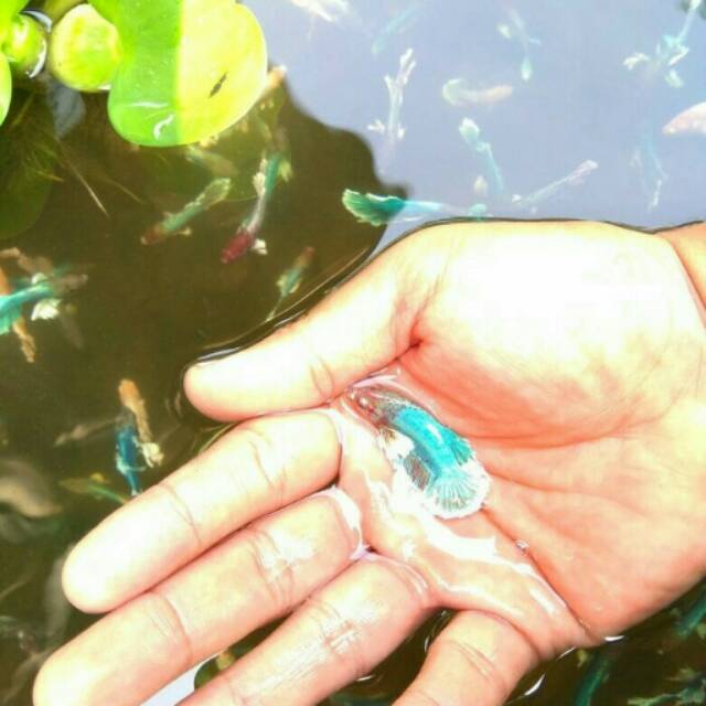 Ikan cupang plakat big ear Min order 100ekor