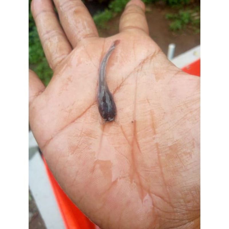 bibit lele 4-5 cm sangkuriang