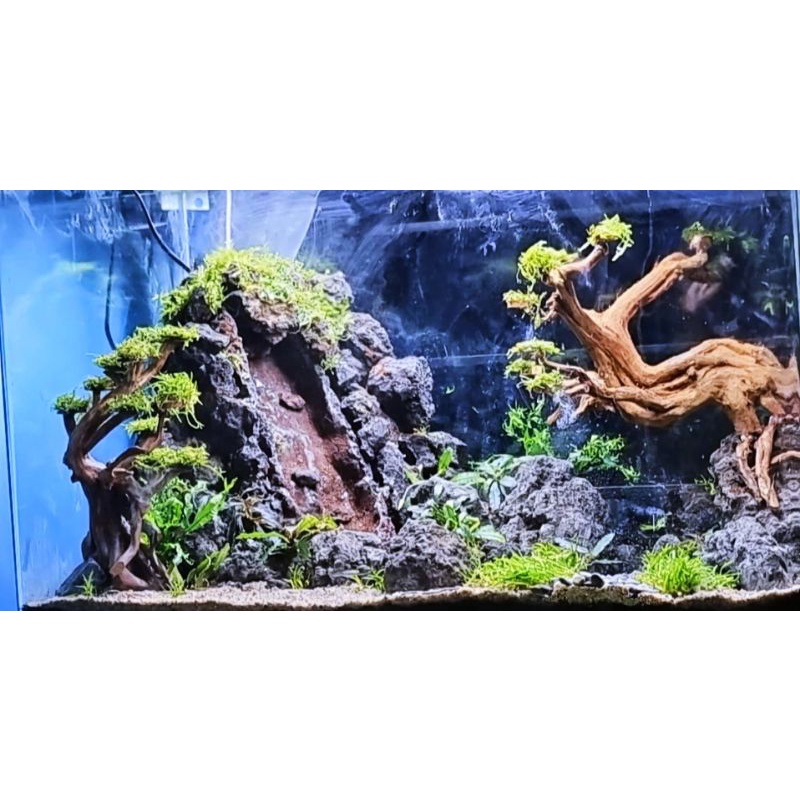 aquascape design waterfall natural