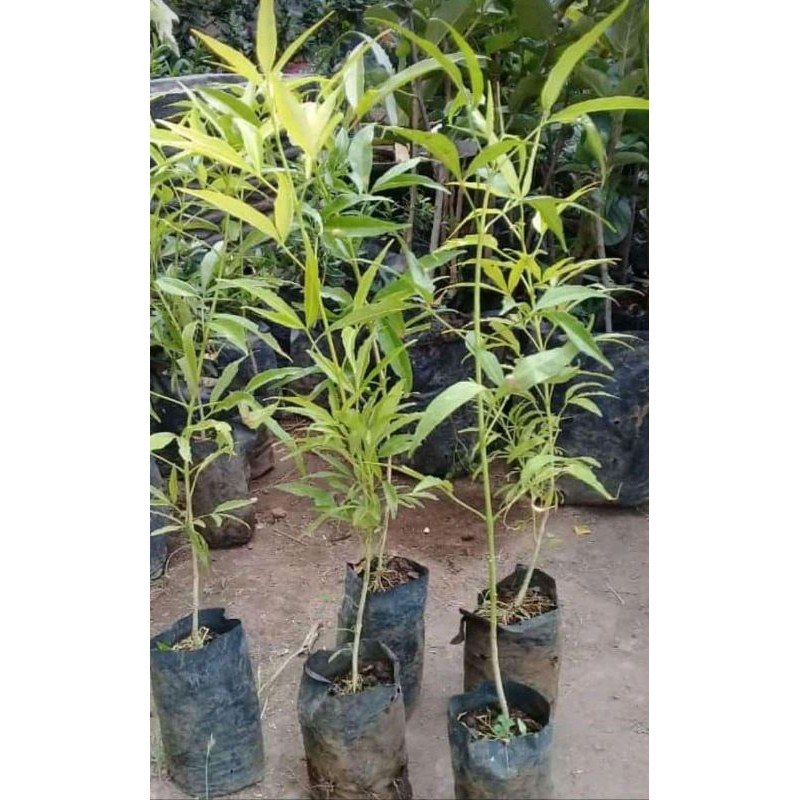 Bibit Pohon Cendana Wangi Bali/NTT