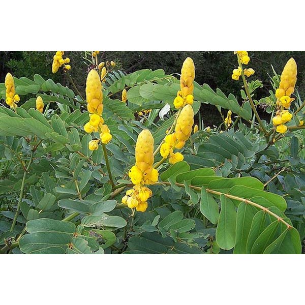 

Daun Ketepeng 100 Gram