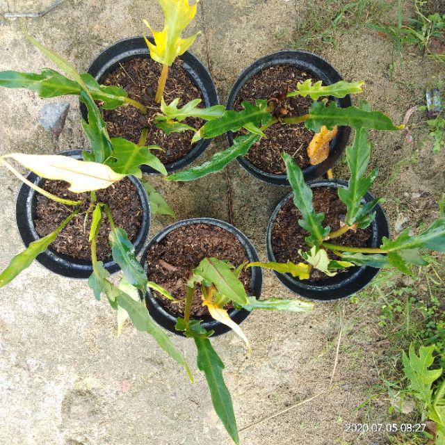 Tanaman Philo Gergaji, Tanaman Hias Philo Gergaji