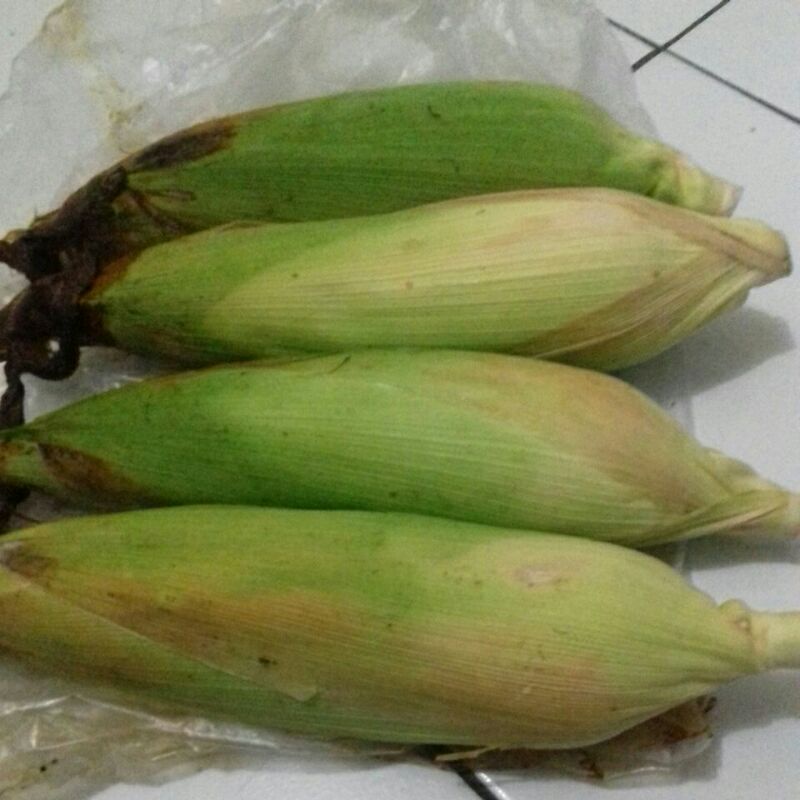 

jagung manis