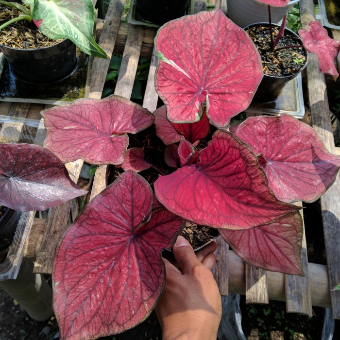 Bibit keladi hias Red jaguar daun ganda super red REMAJA,tanaman hias