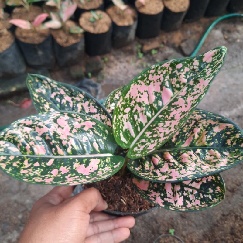 Aglonema Ruby compacta