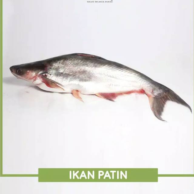 Ikan Patin Berat 500 gram / 250 gram / 1000 gram