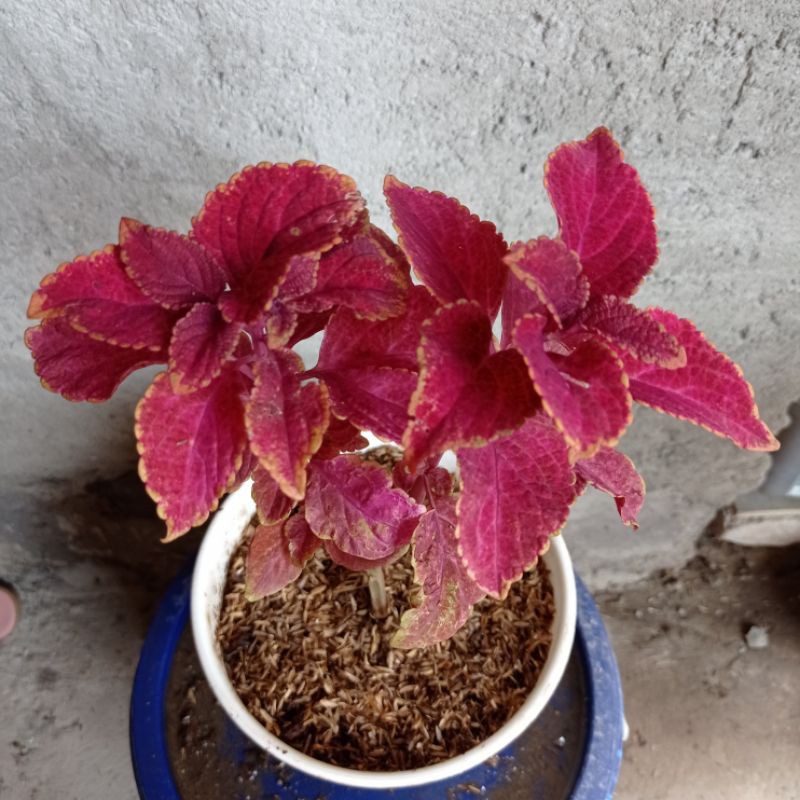 Tanaman Hias Miana merah, Miana Merah, Miana