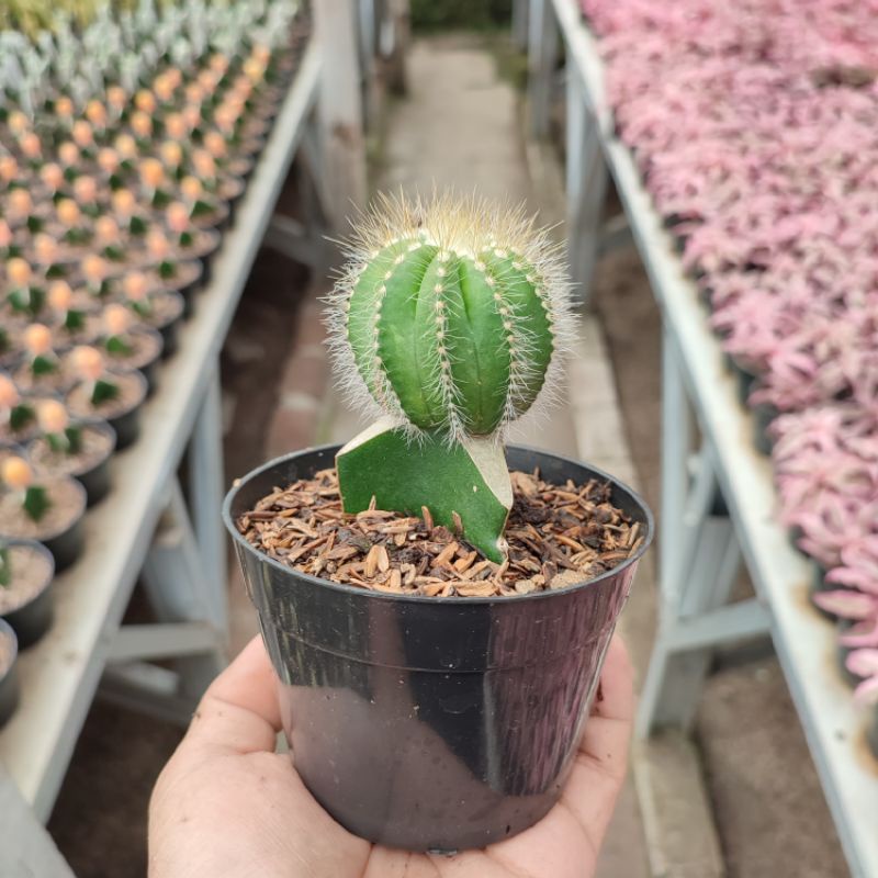 Grafting Notocactus Magnificus | DP 10cm | Kaktus