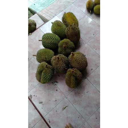 

DurianaLokalSegulung