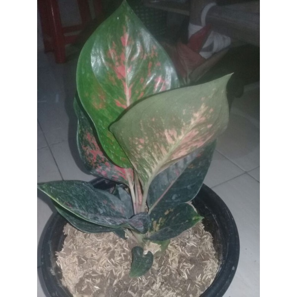 aglonema suksom batik jumbo