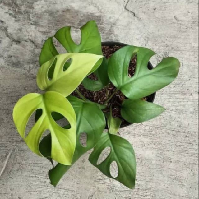 Tanaman hias monstera rapidopora - tanaman unik dan langka - Tanaman hias hidup
