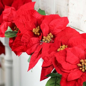 BUNGA NATAL POSENTIA MERAH CHRISTMAS FLOWER PONSETIA BELUDRU VELVET