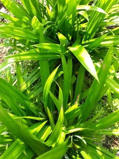 

Terlaris daun pandan segar