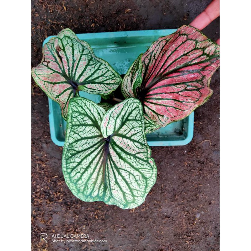 Tanaman hias Caladium/keladi Srikandi doubel leaf (daun ganda)
