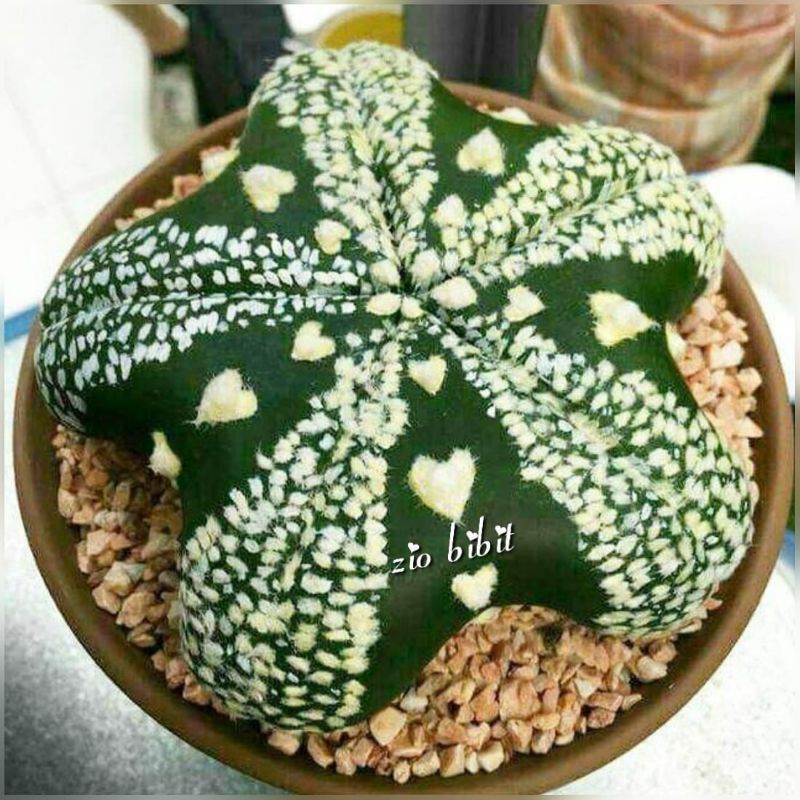 Bibit/Biji Benih Kaktus Sukulen Tanaman Kaktus Hias Import Mini Loly