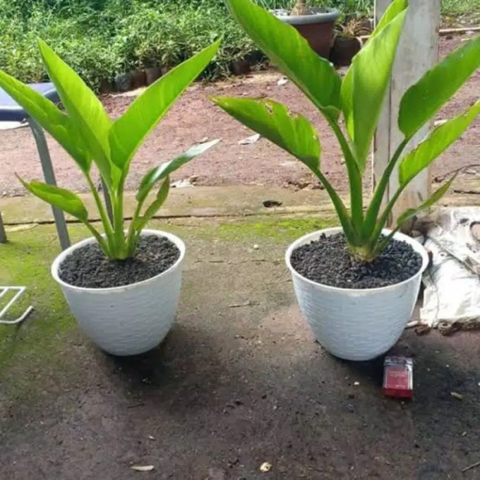 PROMO tanaman pisang kipas / pisang kipas murah / tanaman indoor pisang kipas
