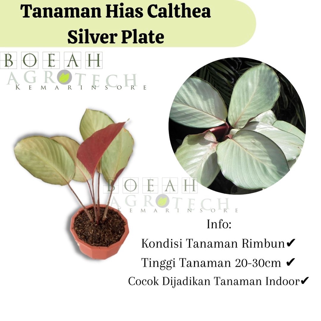 Bibit Tanaman Hias Calathea Silver Plate/Kalathea/Calathea Silver Rimbun