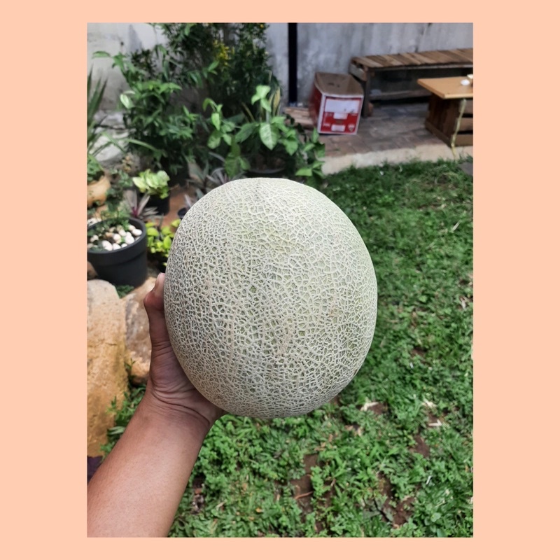 

Melon orange / buah melon manis