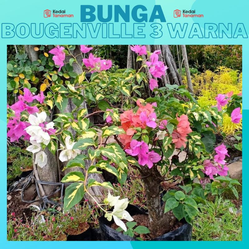 Tanaman Hias Bunga Bougenville 3 Warna - Bunga Bougenville 1 Pohon Stek 3 Warna - Bunga Kertas