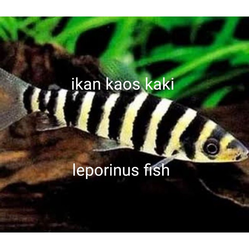 IKAN KAOS KAKI LEPORINUS FISH