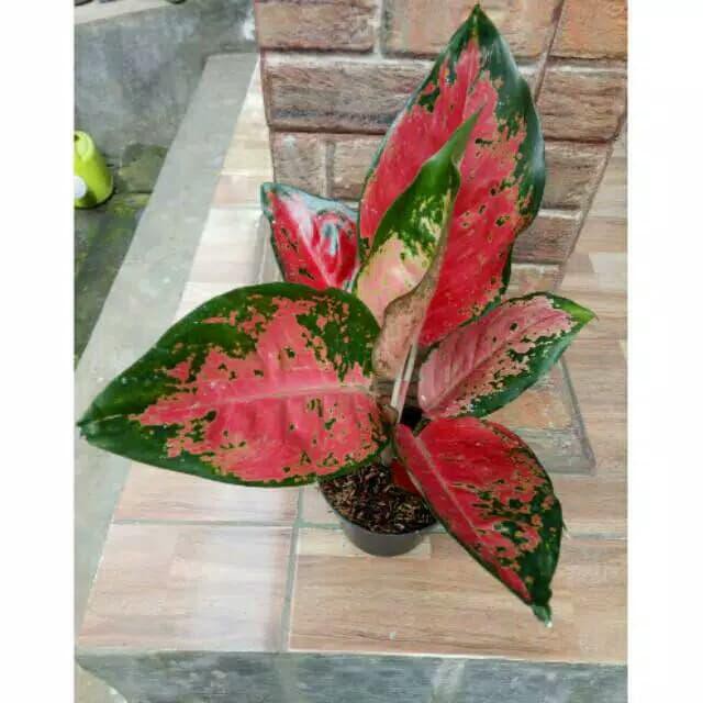 Hiasan Taman / Alonema Red Kochin - Tanaman Hias Aglonema - Pohon Aglonema Red Kochin