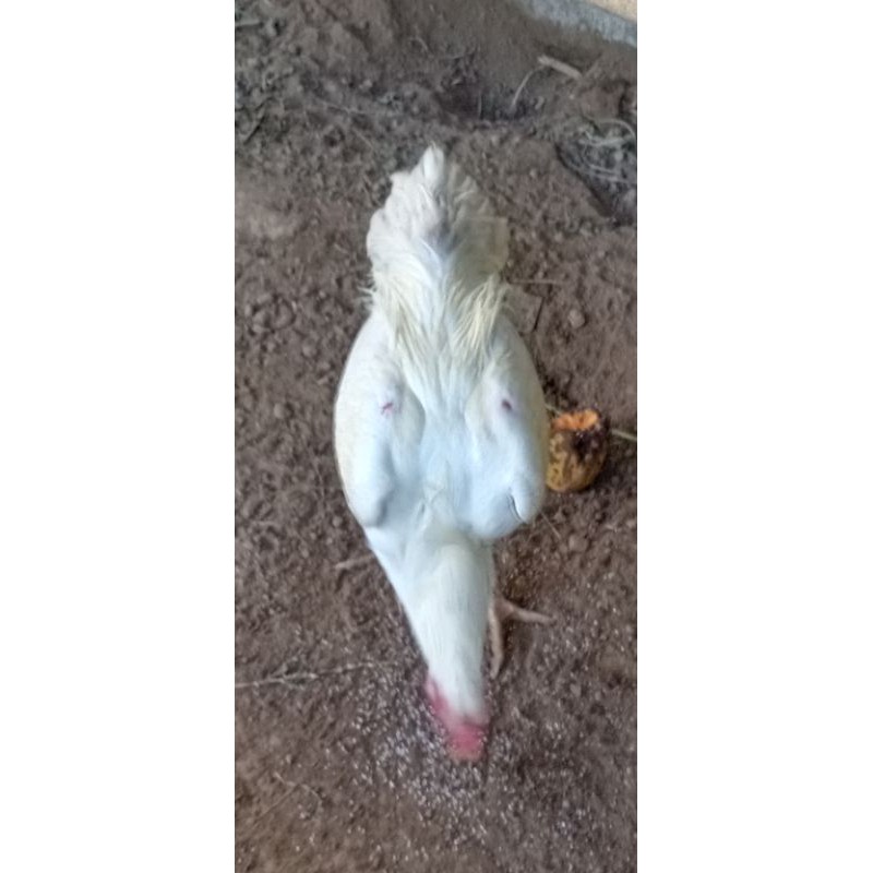 

telur ayam Bangkok jenis pakhoy paket 2 butir