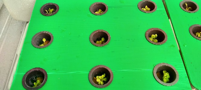 Bak Baki Hidroponik Sistem Sumbu - Wick System