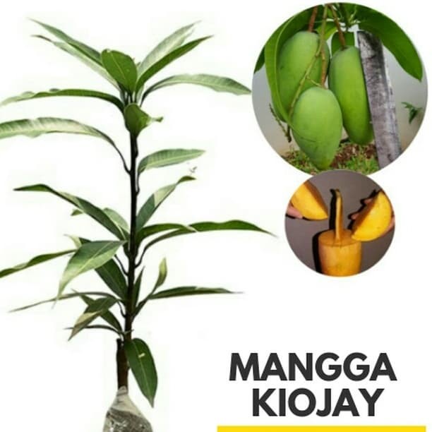 Obral Bibit Tanaman Buah Mangga Kiojay Pohon Mangga Kiojay Terlaris