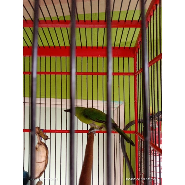 cucak ijo big