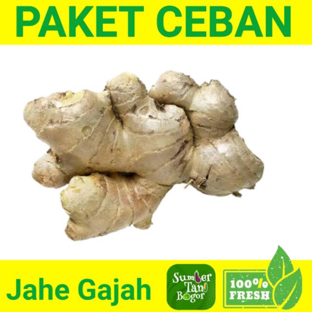 

JAHE GAJAH PER PACK PAKET CEBAN