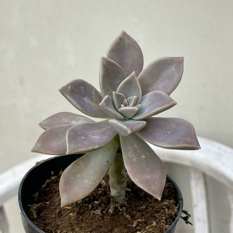 Sukulen Graptopetalum Paraguayense / Ghost Plant