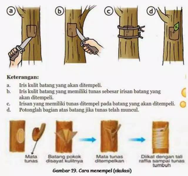 solasi stek parafilm stek grafting anggur grafting tape dan solasi cangkok parafilm tanaman grafting tape