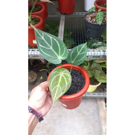 Anthurium Forgetii Hybrid