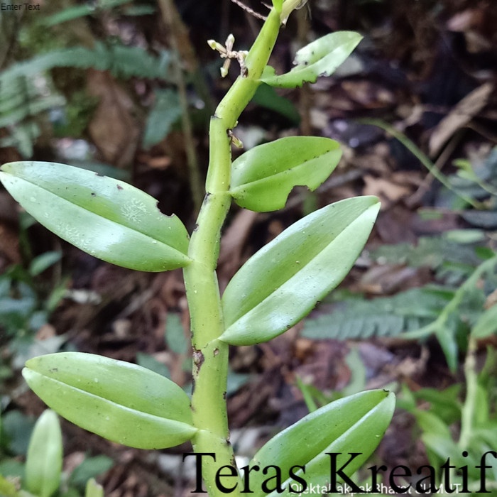 Appendicula Orchid Sumatera#Anggrek Hutan Sumatera ; Bunga &amp; Tanaman Terlengkap