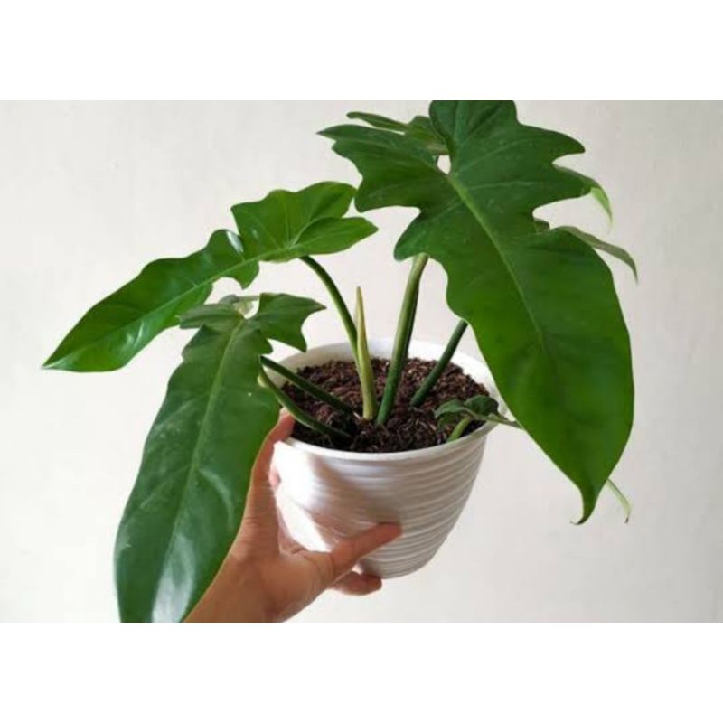 Philo Dragon golden varigata