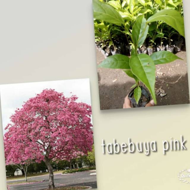 #tanaman hias #tabebuya