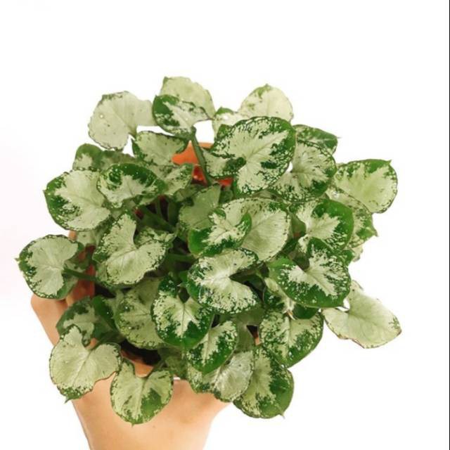 Tanaman Hias Keladi Mini Singonium Mini Daun Kecil Daun Mini