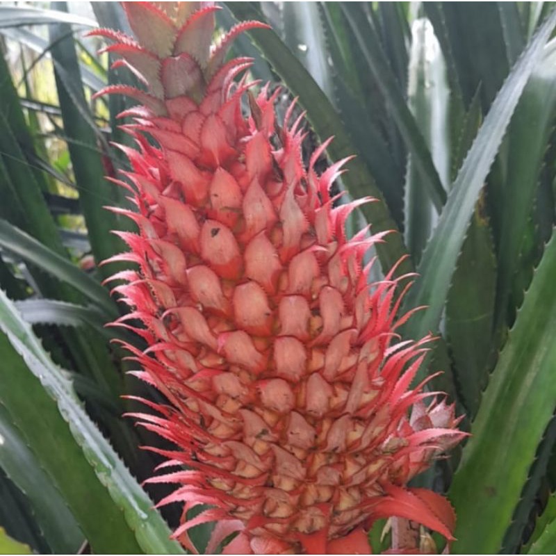 

Jual Nanas Merah/Nanas Hutan/Nanas Buaya per 1Kg