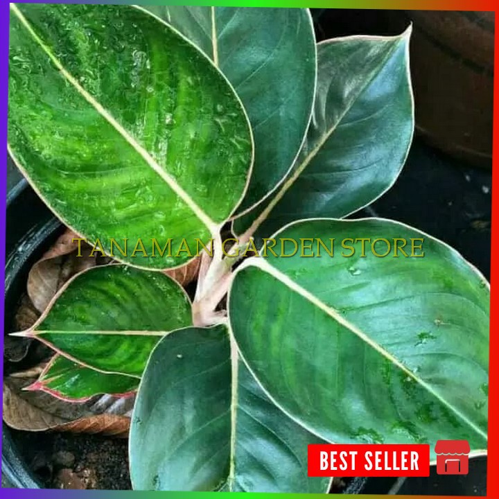 Tanaman hias aglonema black lipstick flaminggo aglo lipstik black