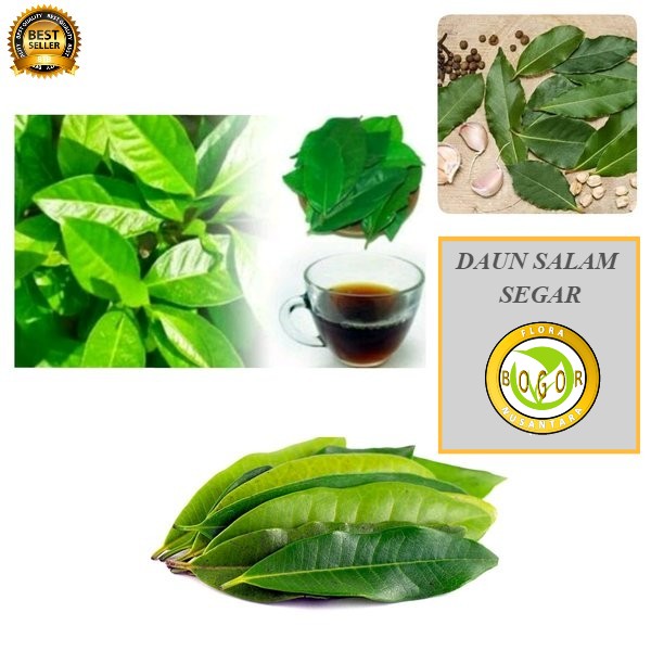 

DAUN SALAM SEGAR 250 GRAM