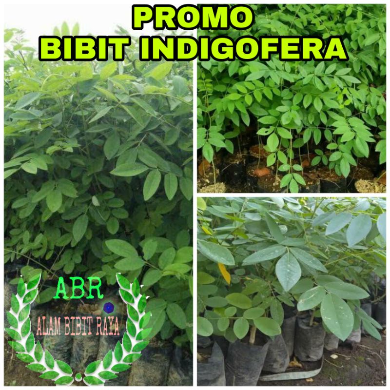 BIBIT INDIGOFERA