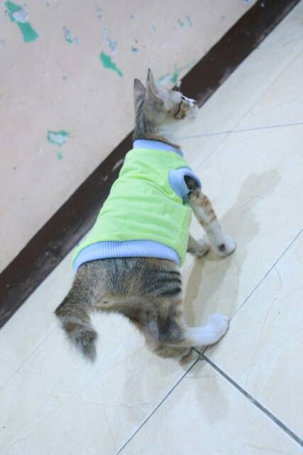 Kaos stabilo lucu untuk kucing dan anjing / baju kucing rumahan size S M L XL