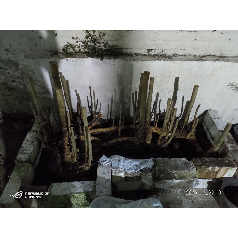 bahan bonsai serut jumbo