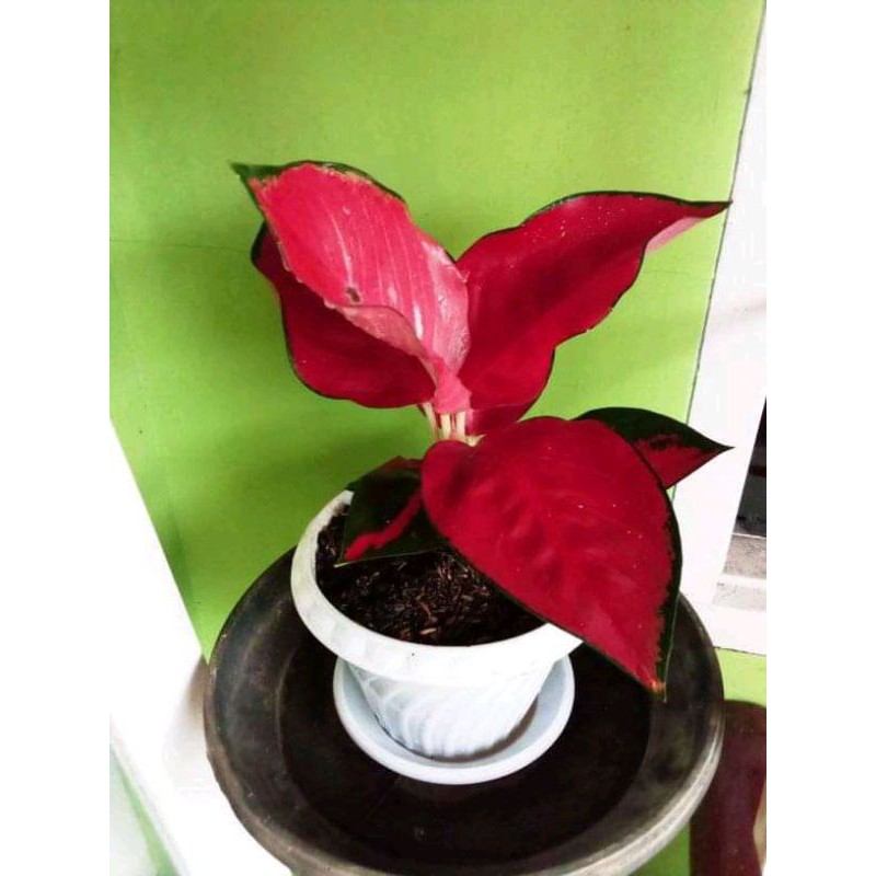 Aglaonema / aglonema suksom jaipong murah